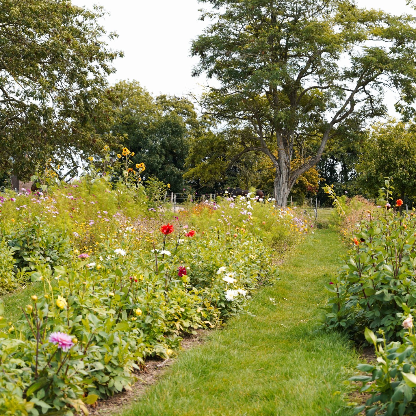 Bloemenbed bij Pluktuin Cadsand Fruit in Zaamslag
