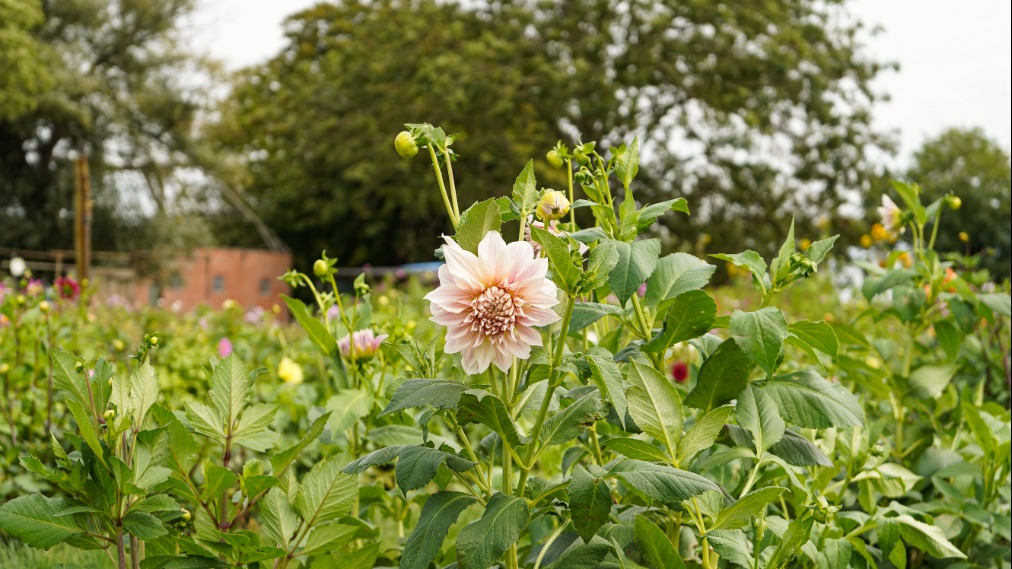 Bloemen in de pluktuin bij Cadsand Fruit. Op de voorgrond een lichtroze bloem.