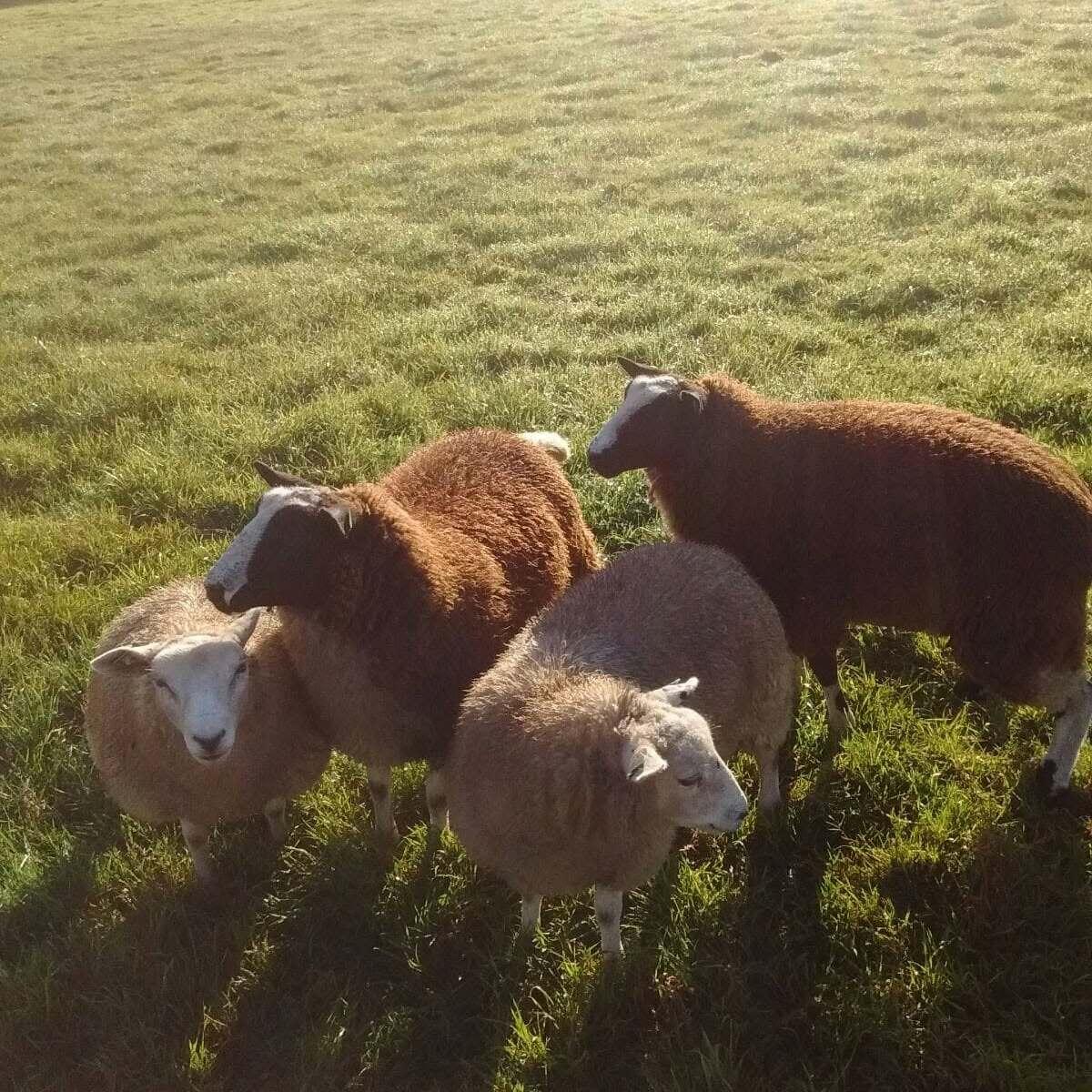 Vier bruingekleurde schapen in de wei