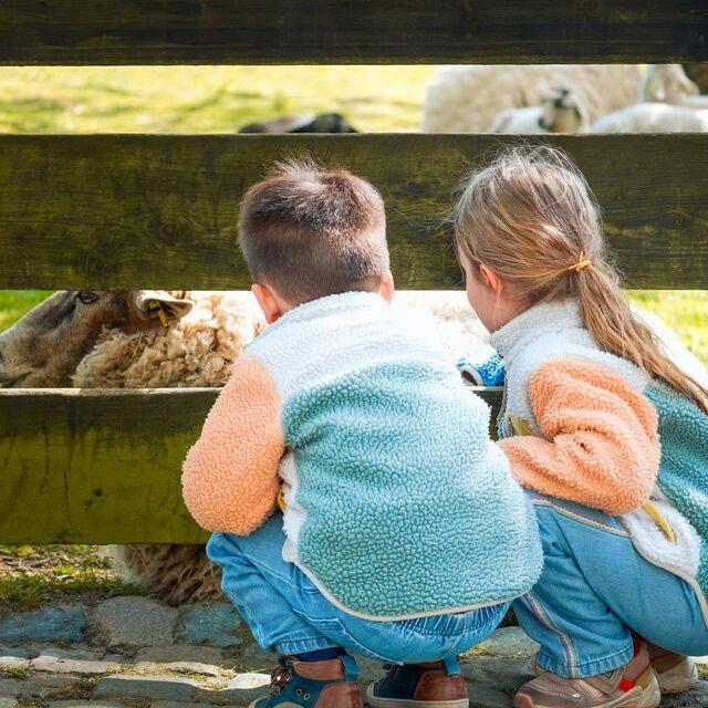 Jongetje en meisje hurken voor een houten hek en aaien het schaap dat erachter ligt.