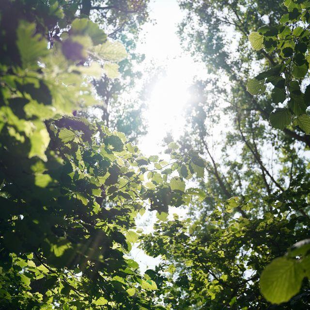 De zon schijnt door de bladeren aan de toppen van de bomen in het bos