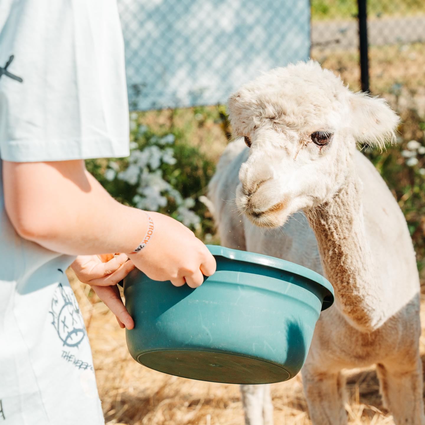 Witte alpaca wordt gevoerd door een bezoeker van AlapacaWorld