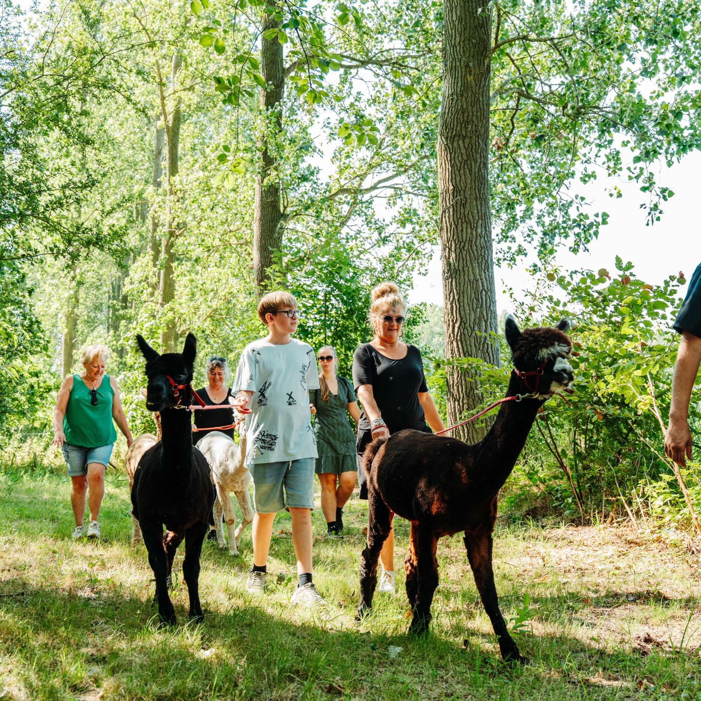 Gasten van AlpacaWorld wandelen met de alpaca's door een bosrijk gebied