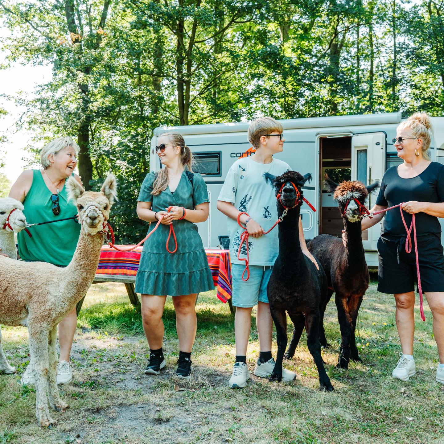 Vier mensen staan samen met drie alpaca's voor hun camper.
