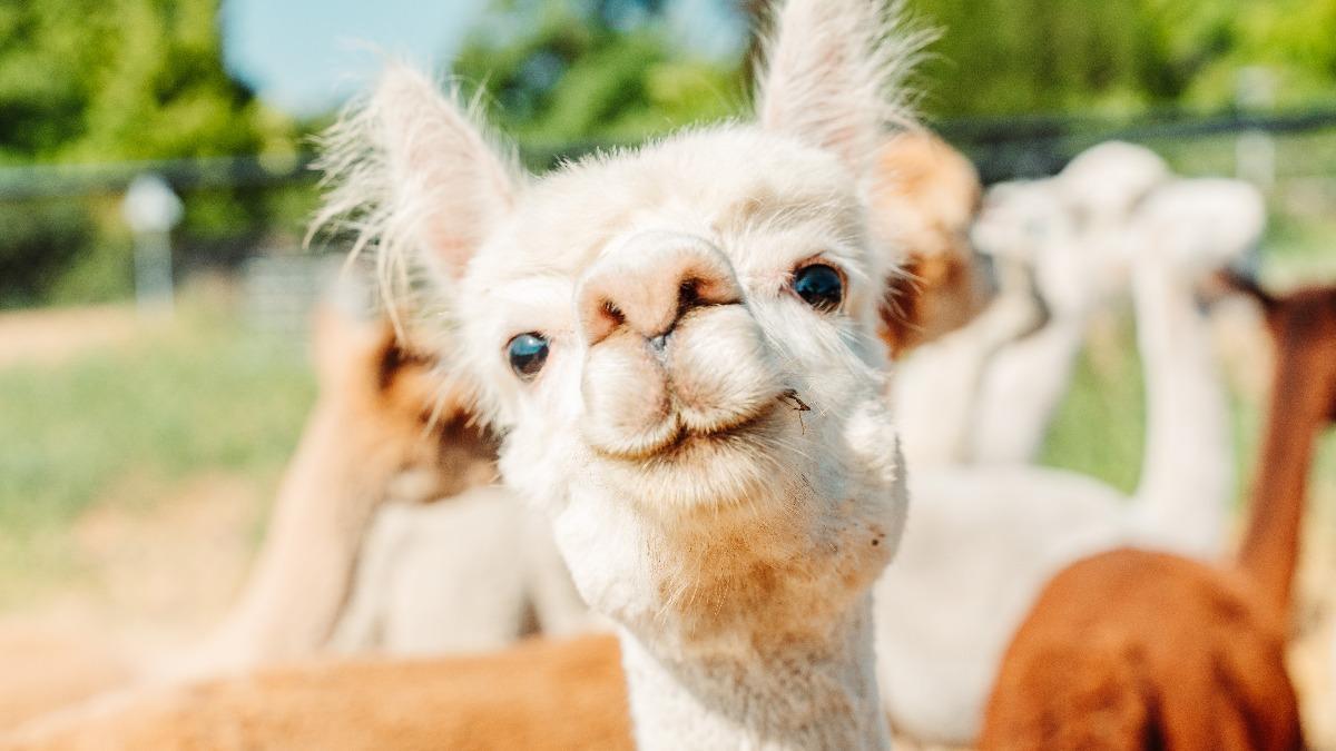 Alpaca-World Koewacht