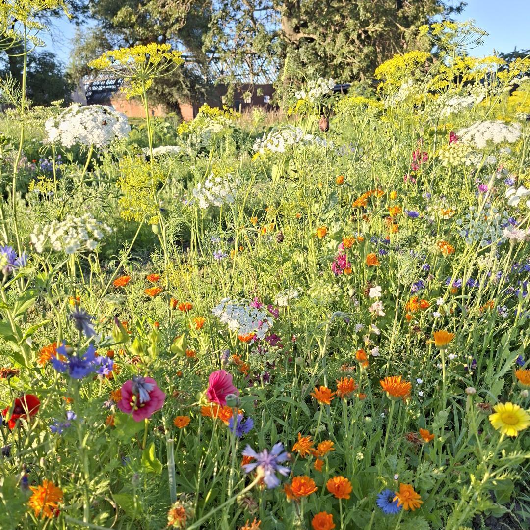 Bloemenbed bij Pluktuin Cadsand Fruit in Zaamslag